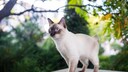 Mekong Bobtail