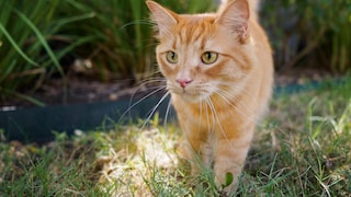 Eine orange Katze durchstreift den Garten