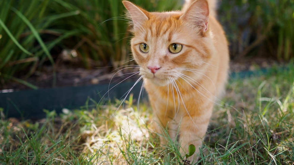 Eine orange Katze durchstreift den Garten