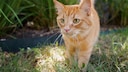 Eine orange Katze durchstreift den Garten