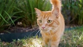 Eine orange Katze durchstreift den Garten