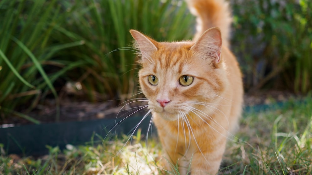 Eine orange Katze durchstreift den Garten