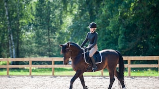 Reiten Tierquälerei