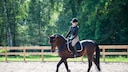Reiten Tierquälerei