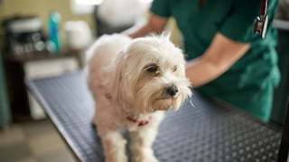 Hund beim Tierarzt auf dem Behandlungstisch