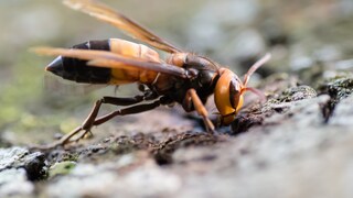 Hornisse Vespa soror im Khao Yai National Park (10915841495)