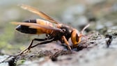 Hornisse Vespa soror im Khao Yai National Park (10915841495)
