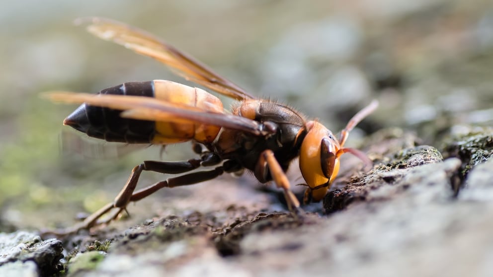 Hornisse Vespa soror im Khao Yai National Park (10915841495)