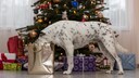 Hund steht vor dem Weihnachtsbaum und inspiziert die Geschenke