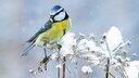 Winterschlaf Vögel