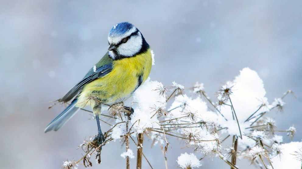 Winterschlaf Vögel