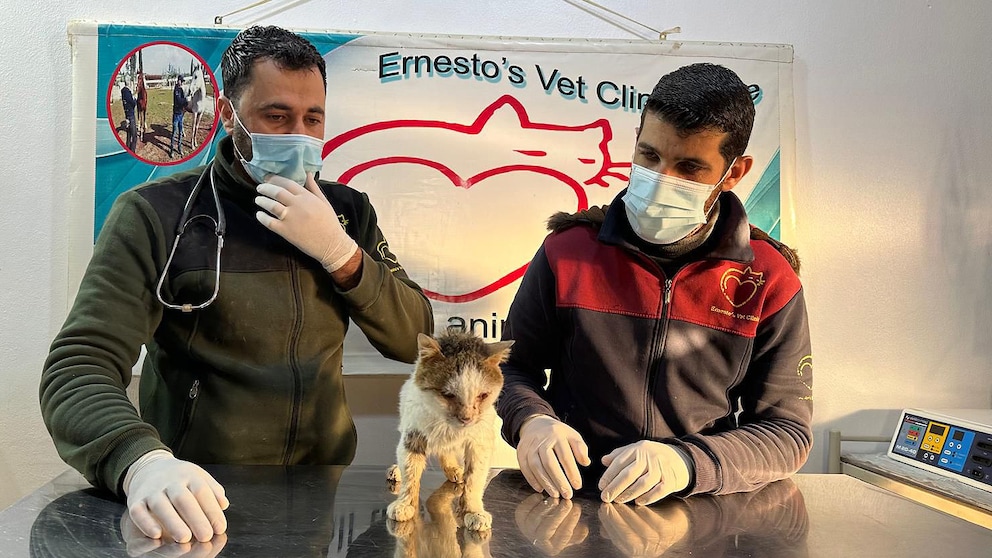 Diese verletzten Katzen zählten zu den ersten Tieren, die aus Aleppo in die Praxis nach Idlib gebracht und dort intensiv versorgt werden konnten.