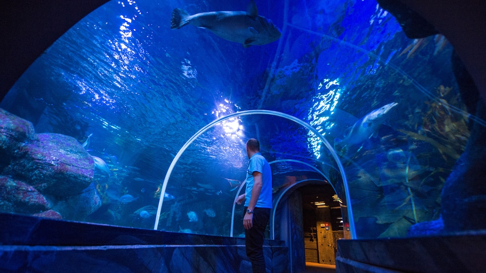 Ein Mitarbeiter steht am 05.02.2014 im Sea Life in Berlin unter dem Glastunnel des großen Aquariums