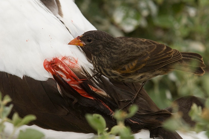 Vampire finch, sharp-beaked ground finch (Geospiza difficilis septentrionalis) drinks the blood of a Nazca booby (Sula granti).