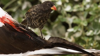 Vampirfink, Spitzschnabel-Grundfink (Geospiza difficilis septentrionalis) trinkt das Blut eines Nazcatoelpels (Sula granti).