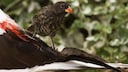 Vampirfink, Spitzschnabel-Grundfink (Geospiza difficilis septentrionalis) trinkt das Blut eines Nazcatoelpels (Sula granti).