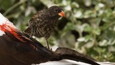 Vampirfink, Spitzschnabel-Grundfink (Geospiza difficilis septentrionalis) trinkt das Blut eines Nazcatoelpels (Sula granti).