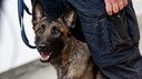 Nach einem Video, das die grobe Behandlung eines Polizeihundes durch seinen Hundeführer während einer Demo in Riesa zeigt, werden Forderungen nach Konsequenzen laut. (Symbolbild)