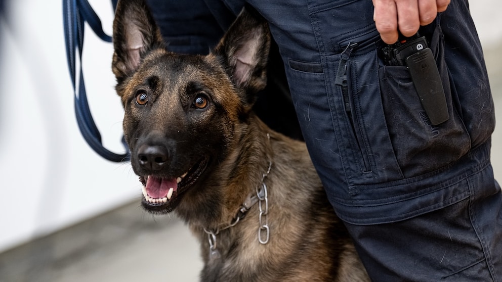 Nach einem Video, das die grobe Behandlung eines Polizeihundes durch seinen Hundeführer während einer Demo in Riesa zeigt, werden Forderungen nach Konsequenzen laut. (Symbolbild)