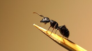 Schwarze Gartenameise (Lasius niger) auf einem Zahnstocher