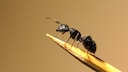 Schwarze Gartenameise (Lasius niger) auf einem Zahnstocher