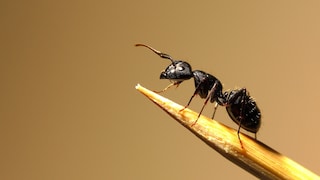 Schwarze Gartenameise (Lasius niger) auf einem Zahnstocher