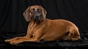 Bayerischer Gebirgsschweißhund