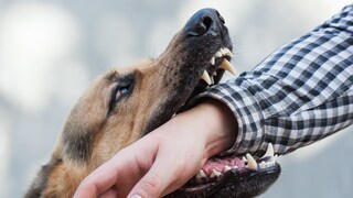 Beißvorfall Hund