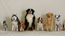 Verschiedene Hunde vor einer Leinwand aufgestellt