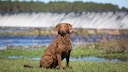 Chesapeake Bay Retriever