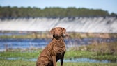 Chesapeake Bay Retriever