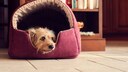 Hund im Körbchen
