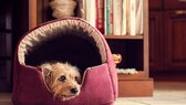 Hund im Körbchen
