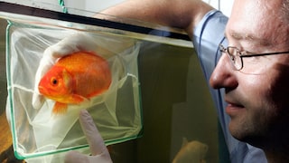 Fisch beim Tierarzt