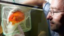 Fisch beim Tierarzt