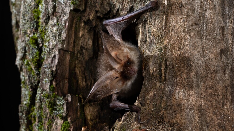 Eine Fledermaus schaut aus einem Baum