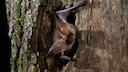 Eine Fledermaus schaut aus einem Baum