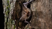 Eine Fledermaus schaut aus einem Baum