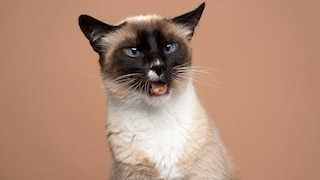 Siamkatze mit angewidertem Gesichtsausdruck