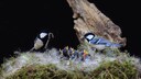 Kohlmeisen mit K&uuml;ken im Nest