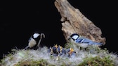 Kohlmeisen mit Küken im Nest