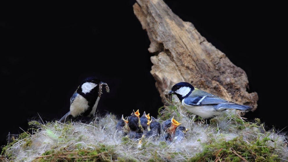 Kohlmeisen mit Küken im Nest