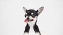 Chihuahuas werden in den Medien oft als verhaltensgestörte kleine Monster dargestellt.