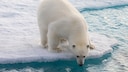 Eisbär auf einer Eisscholle