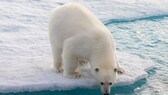 Eisbär auf einer Eisscholle