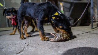 Ein Jagdterrier tötet eine Ratte bei einer Rattenjagd in Manhattan in New York City