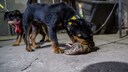 Ein Jagdterrier t&ouml;tet eine Ratte bei einer Rattenjagd in Manhattan in New York City