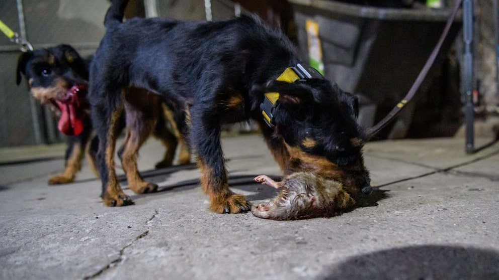 Ein Jagdterrier tötet eine Ratte bei einer Rattenjagd in Manhattan in New York City