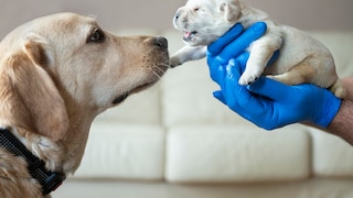 Seit Tagen kursiert in den sozialen Medien ein Video, das zeigt, wie eine Straßenhündin ihren kranken Welpen selbst zum Tierarzt bringt, um ihn zu retten. Doch was steckt wirklich dahinter? (Symbolbild)