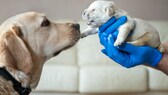 Seit Tagen kursiert in den sozialen Medien ein Video, das zeigt, wie eine Straßenhündin ihren kranken Welpen selbst zum Tierarzt bringt, um ihn zu retten. Doch was steckt wirklich dahinter? (Symbolbild)